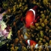 anemonefish_spinecheek_mid_h_0705_png1314.jpg